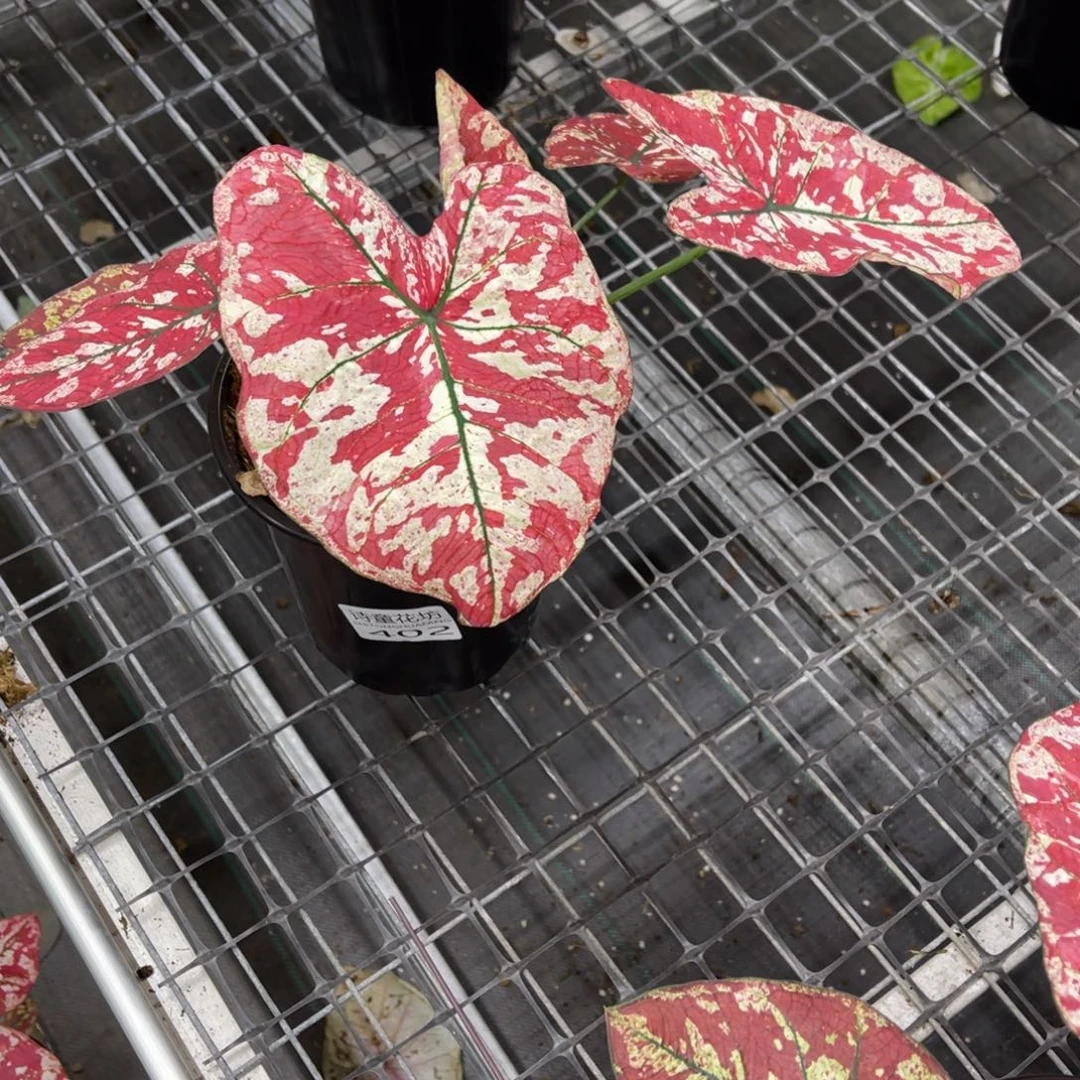 一***妮无花朵           402猩红不包售后