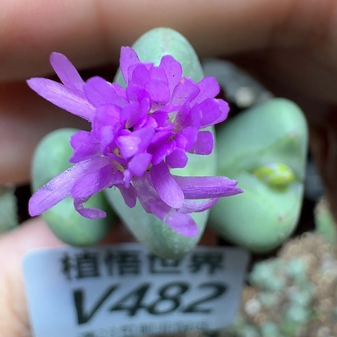 多肉W的润泽fgbnnj