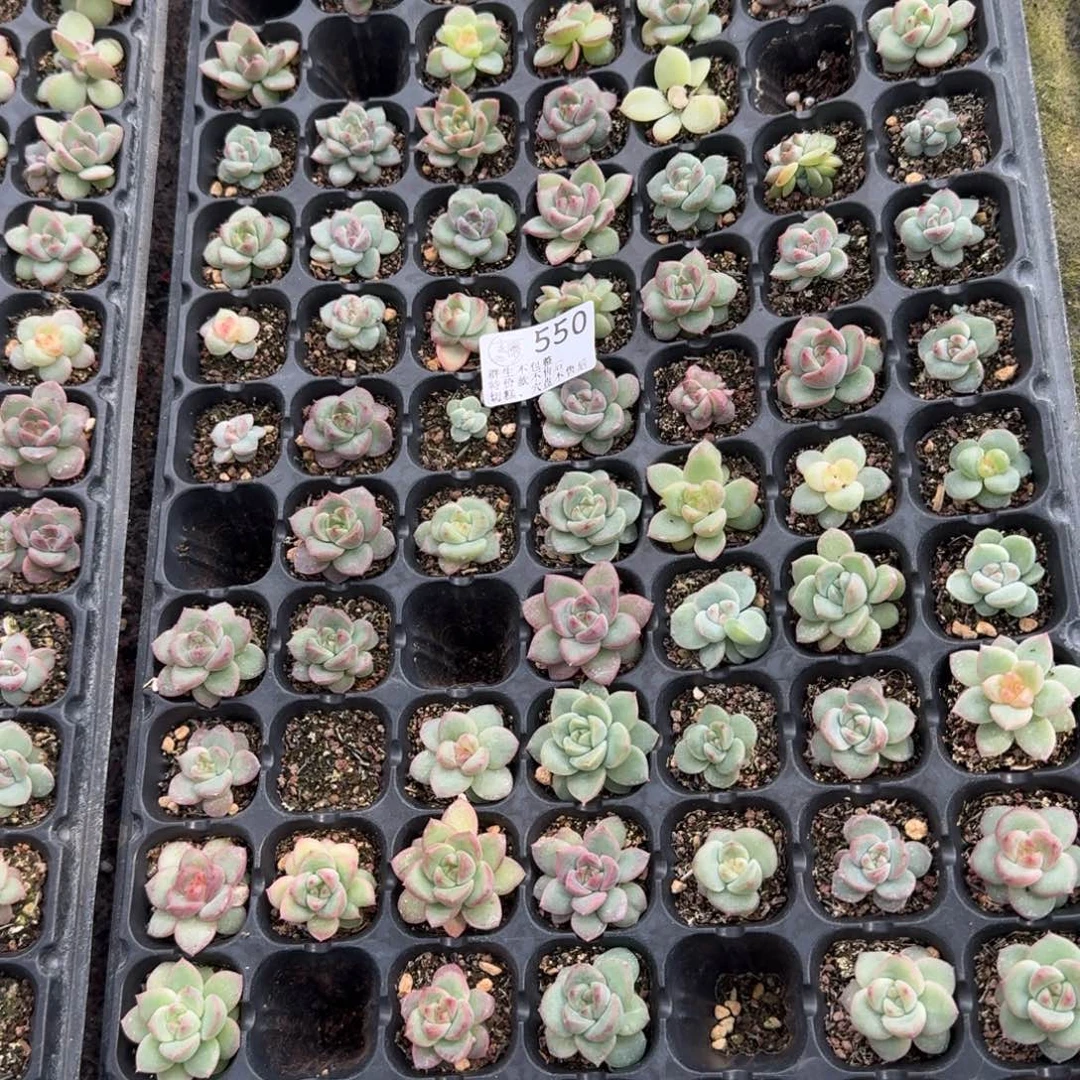 有***甜如图550优选麦芽穴盘一盘