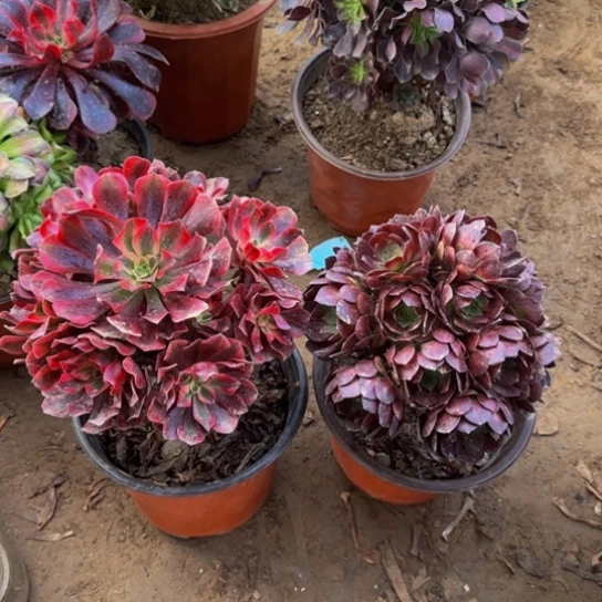 美杜莎9.9➕黑美人绣球9.9