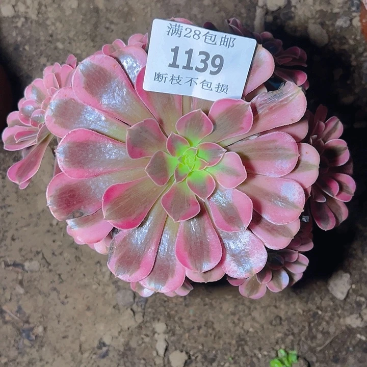 1139美杜莎多肉植物
