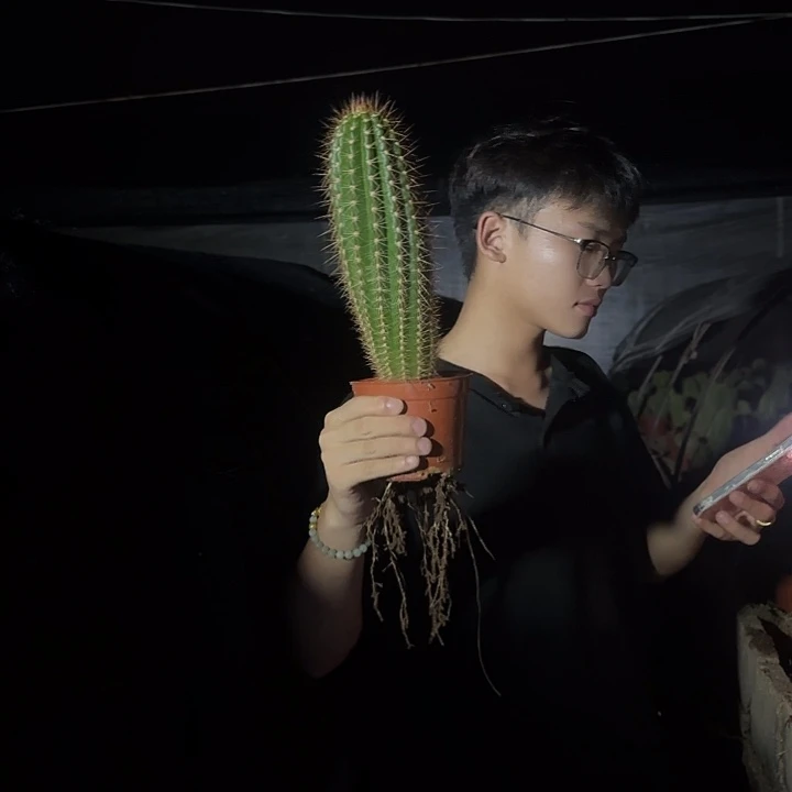 无花朵粉桃实生根毛花柱，不保高度不保仔