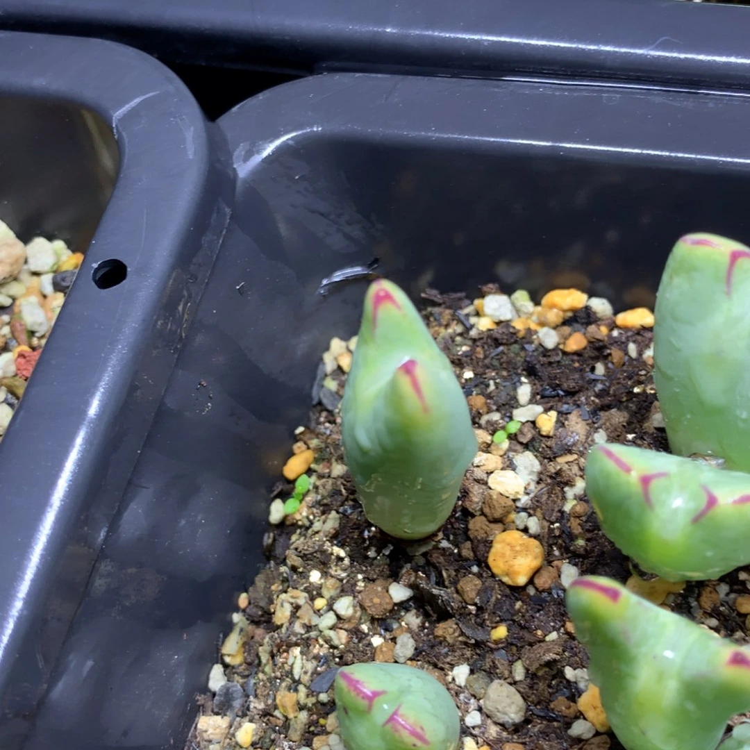 366少将母本一颗