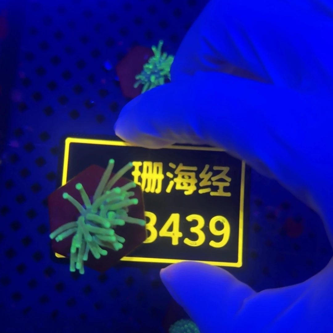 车***仔纽扣珊瑚又又不包邮皮革B439