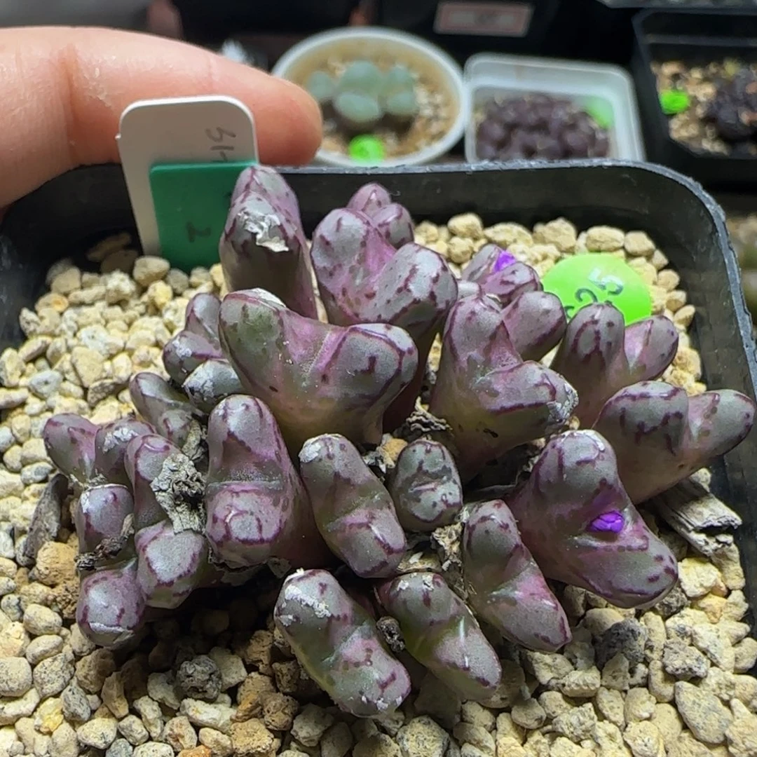 sh500漂亮多肉植物625