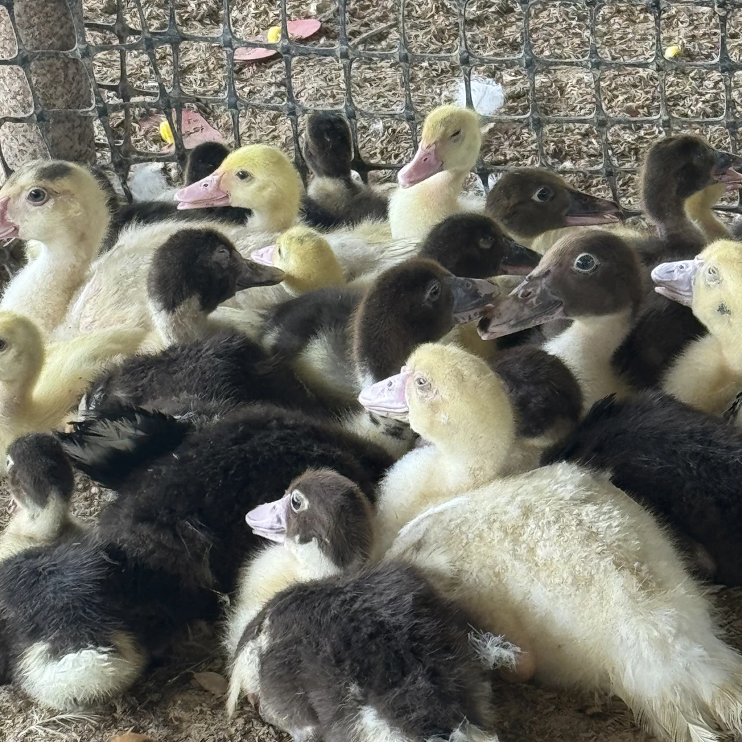 宠物鸭红头鸭番鸭观赏鸭4只