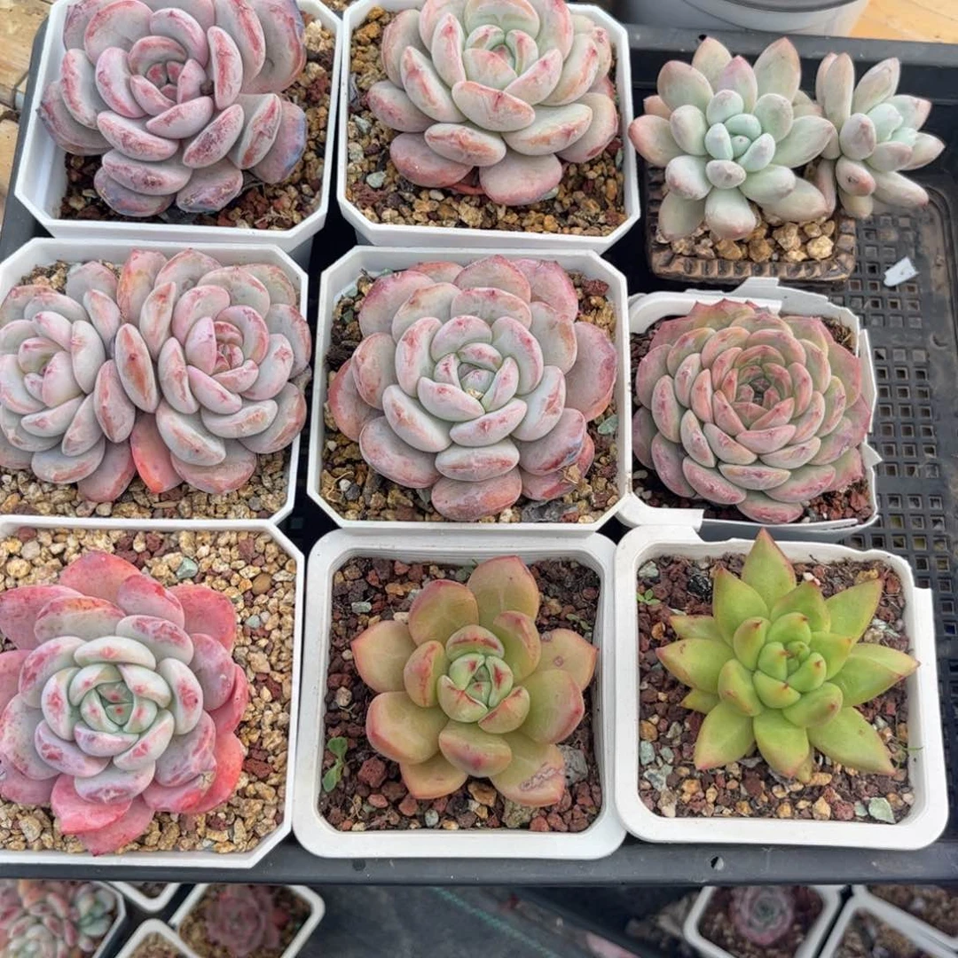 ?*一多肉植物11111