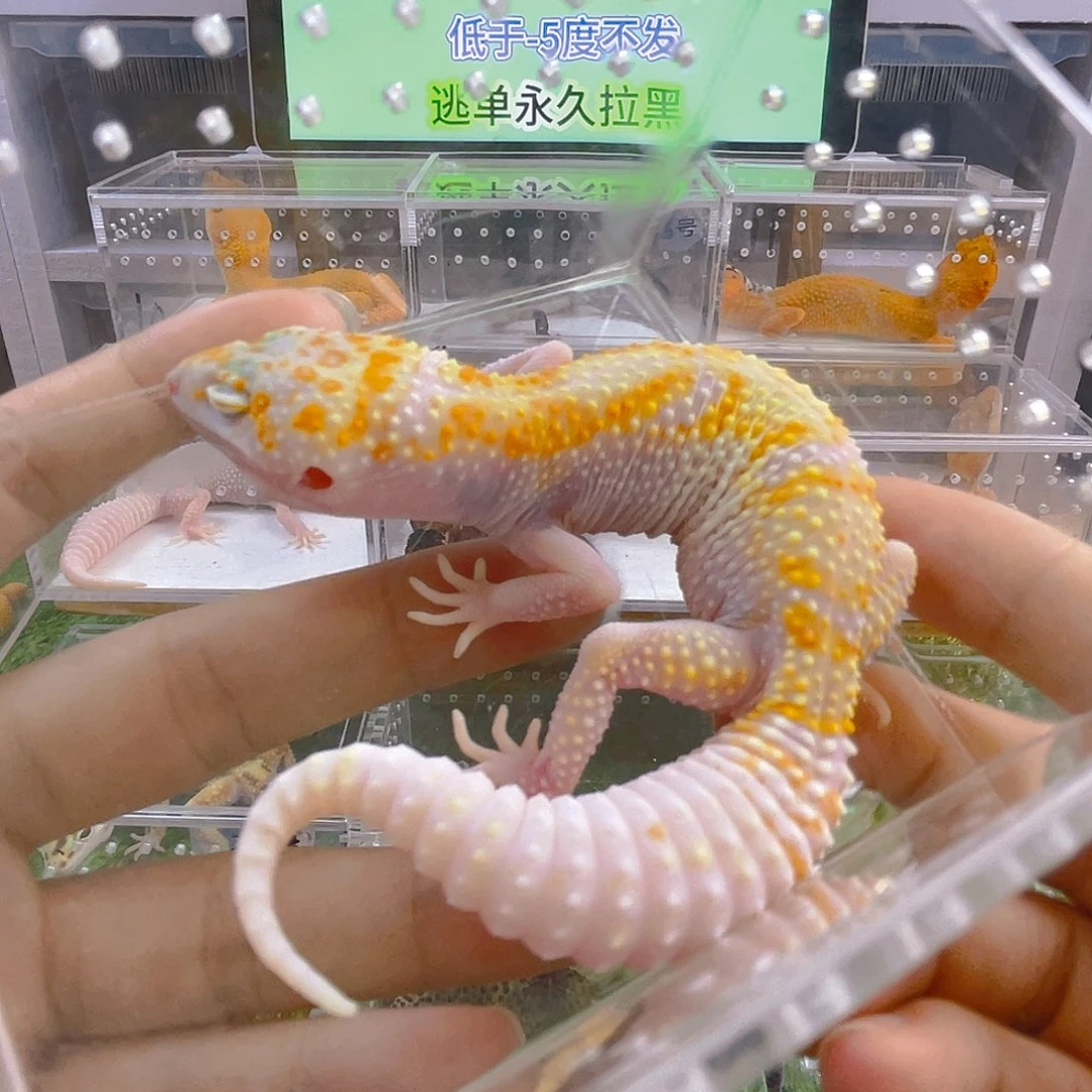 守宫可爱好看迷人