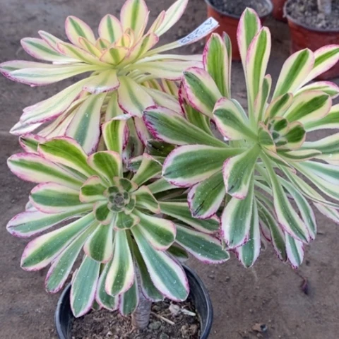 秒**肉232v锦锦满25包邮多肉