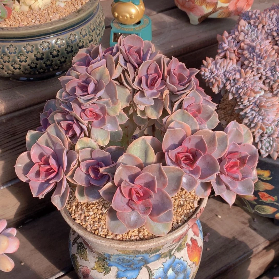 逸园精品多肉植物