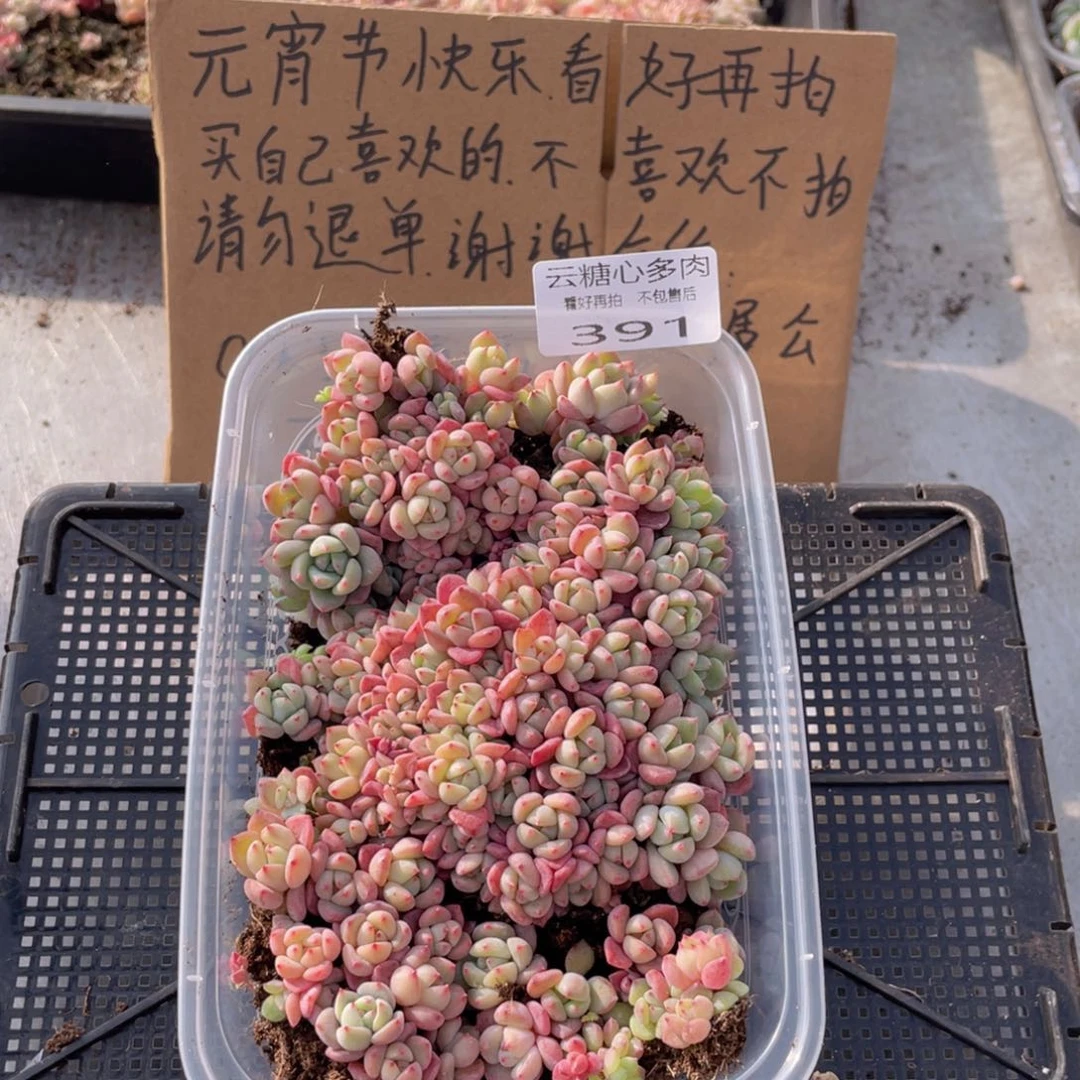 云糖心多肉植物391