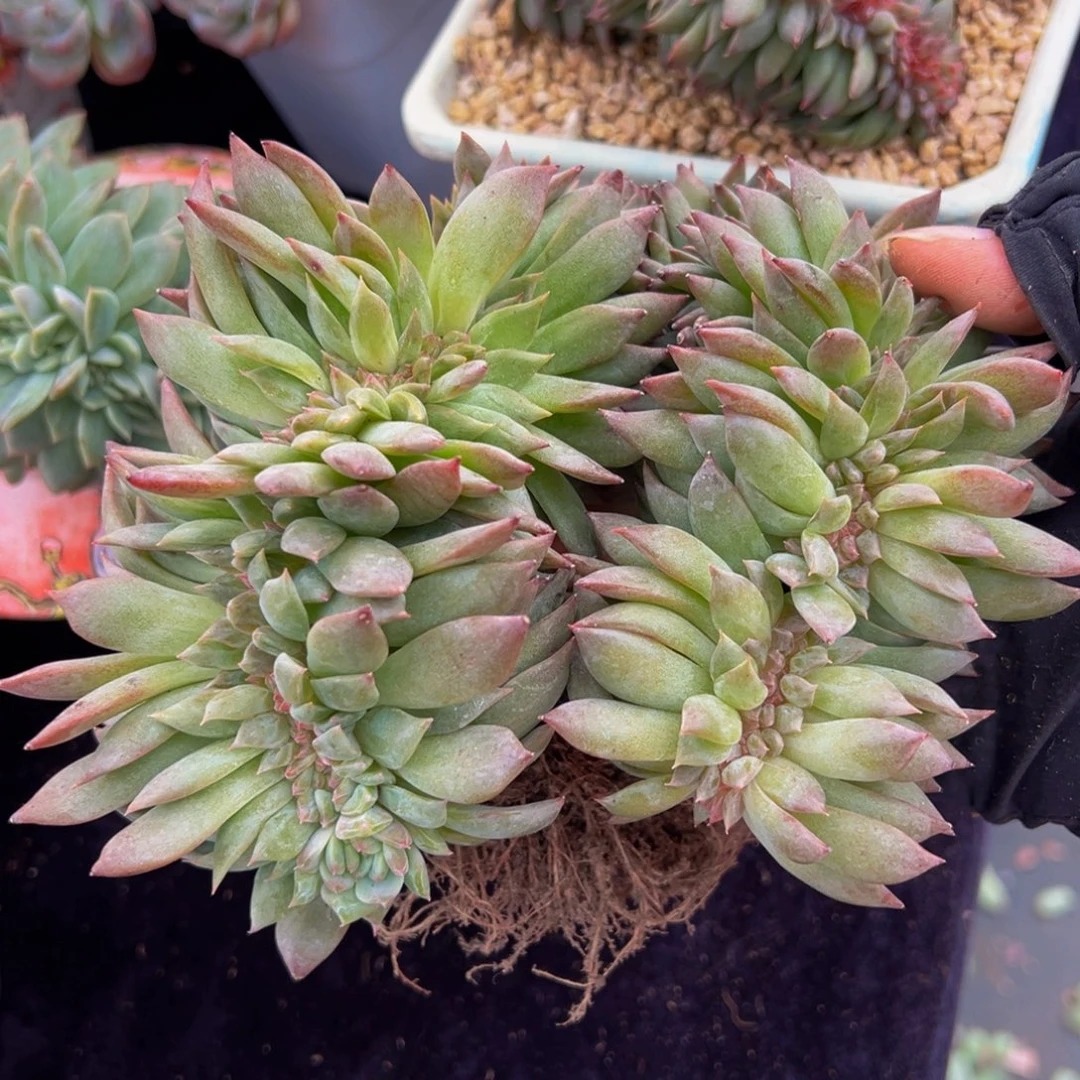 珍妮杂琥珀缀 天天开心