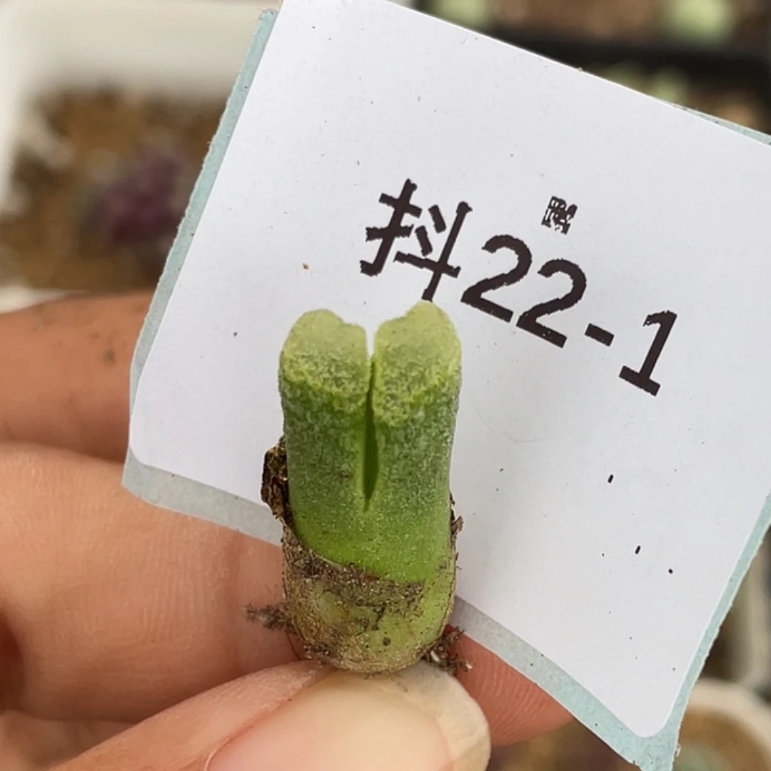 22-1冰风铃多肉植物