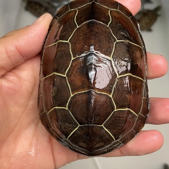 中华草龟不分公母