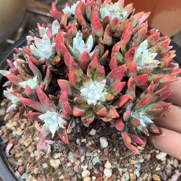 虫*哥仙女杯多肉植物盆栽