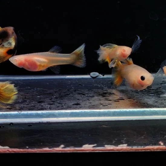 孔雀鱼玻璃猫七条