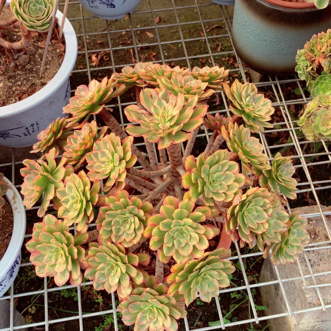 奥黛丽，多肉植物的