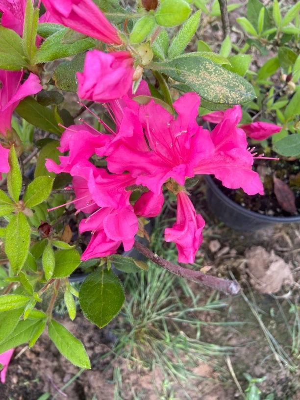 安酷杜鹃花之紫水晶一加仑盆