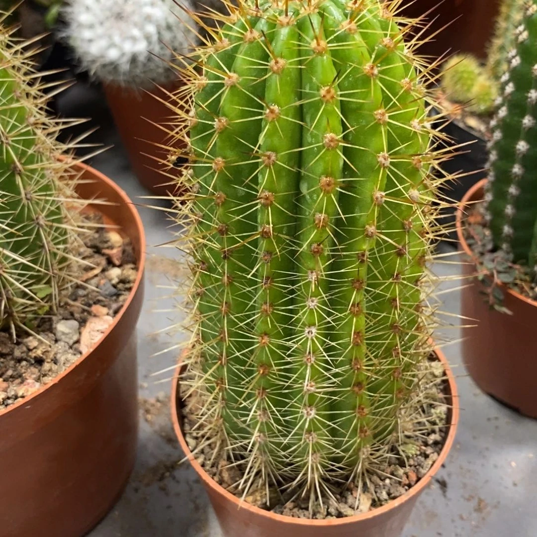 自根新品毛花柱法一