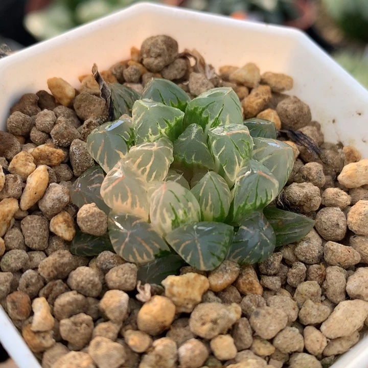 狄原no5玉露锦，带盆发货