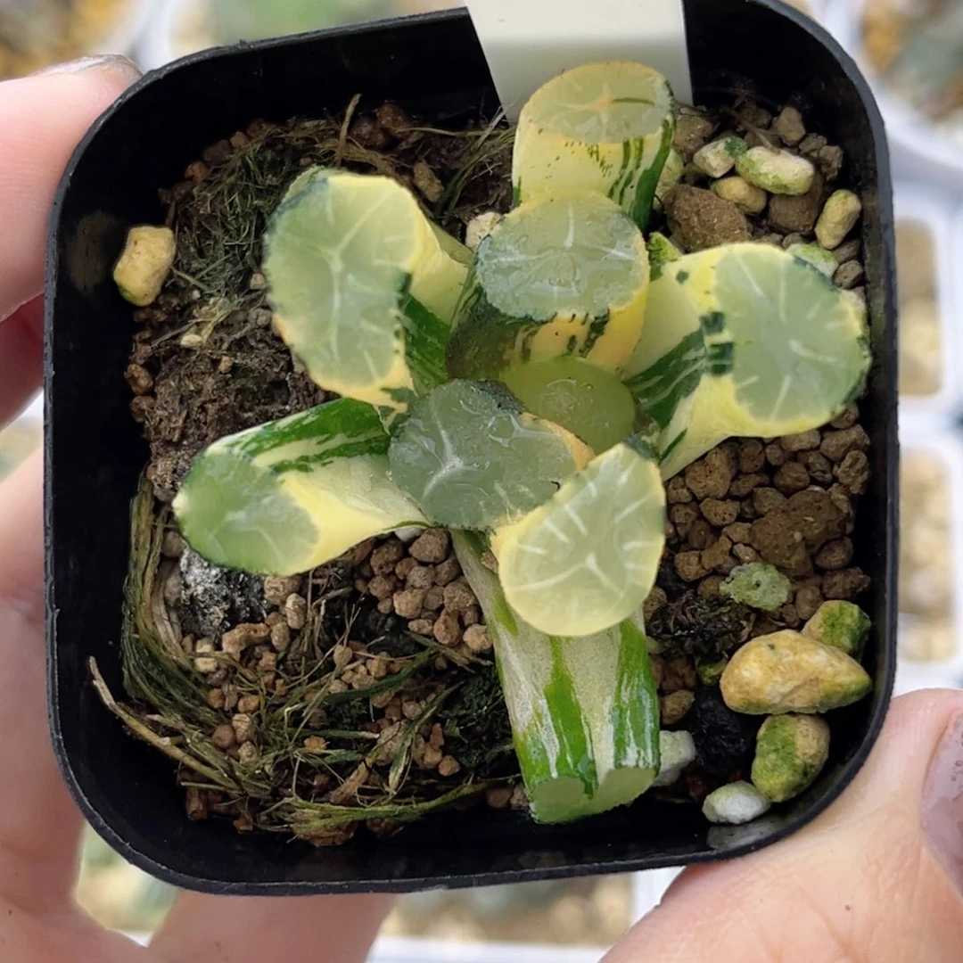 56玉龙万象锦福利专场