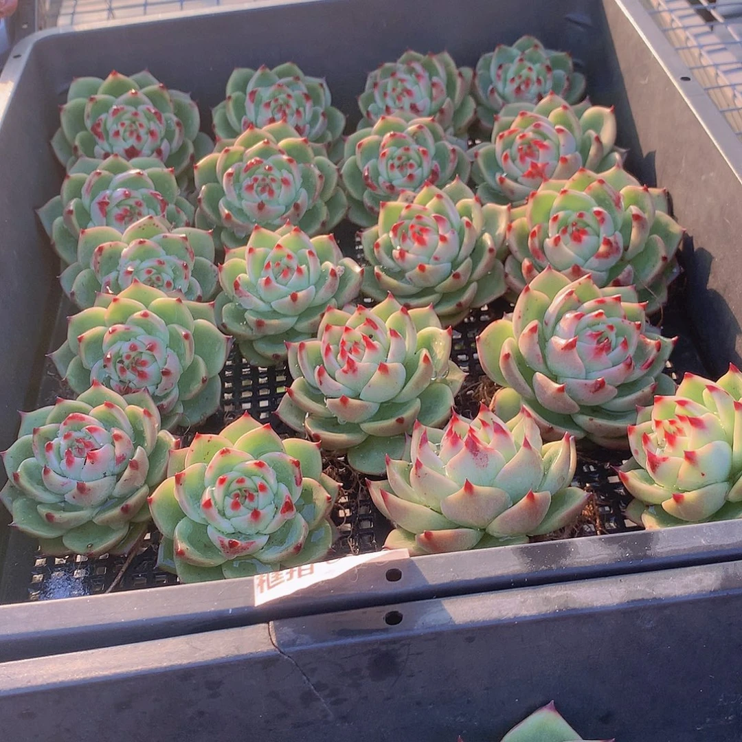 蓝龙34577899000000