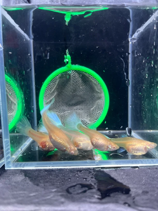 精品塞级天空蓝韵母