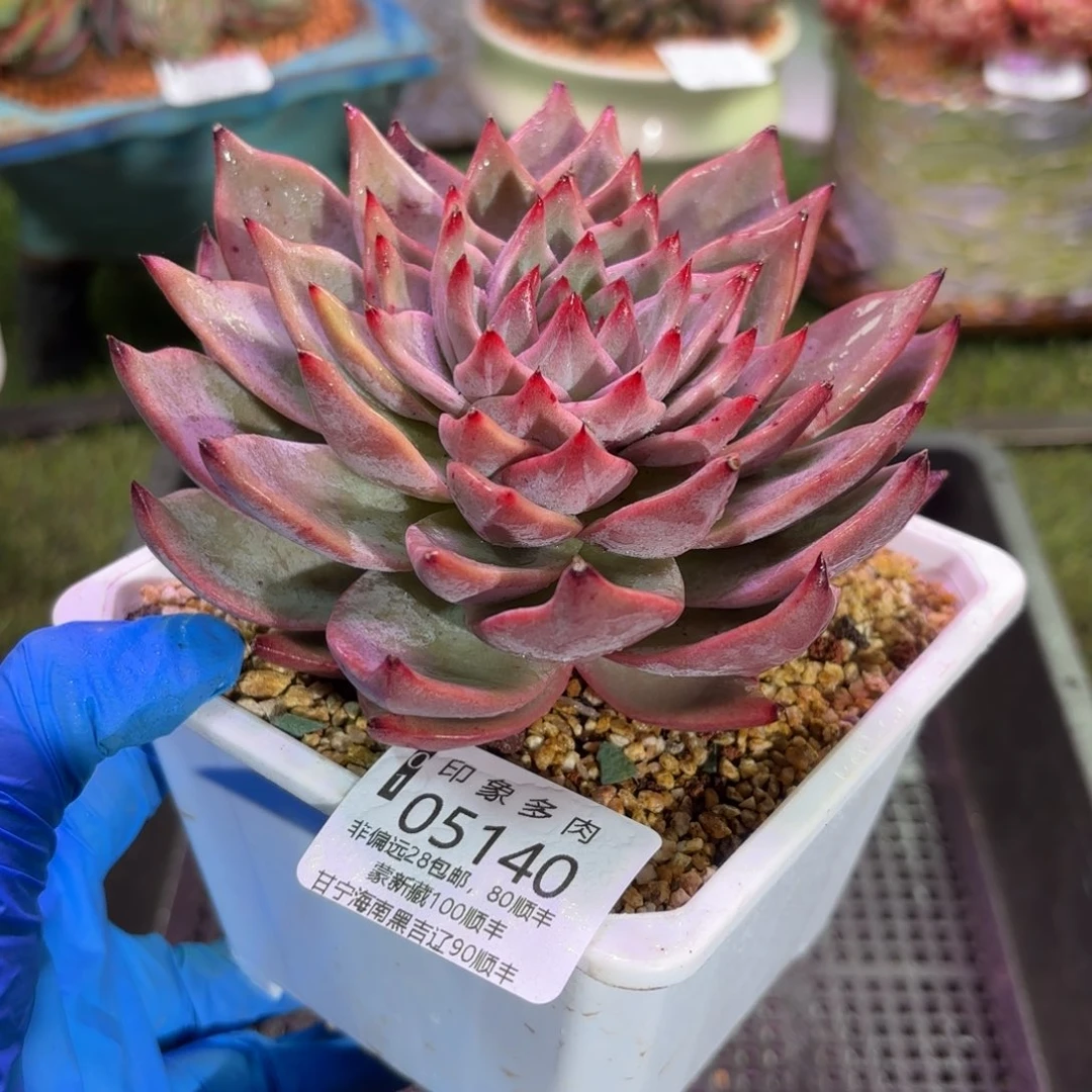 多肉植物05140fhdg