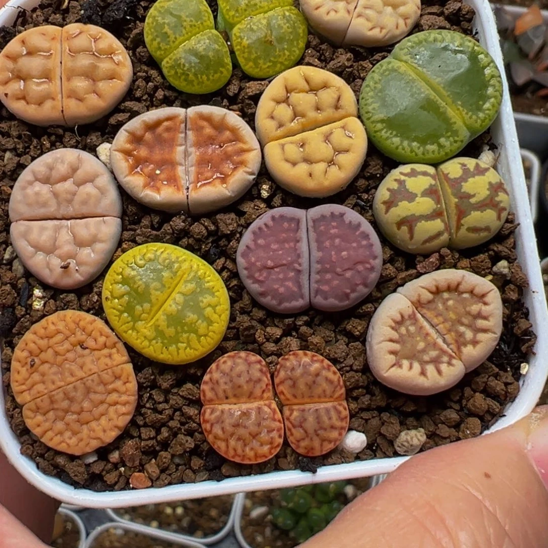 编号母本组合带盆多肉