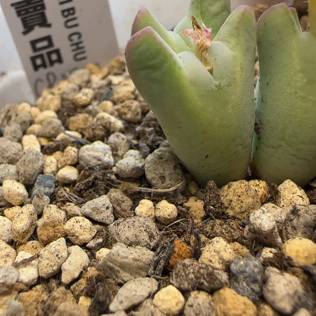 黑***李双头切多肉植物一颗