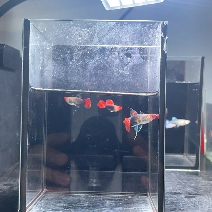 孔雀鱼深海蓝大c3条1组