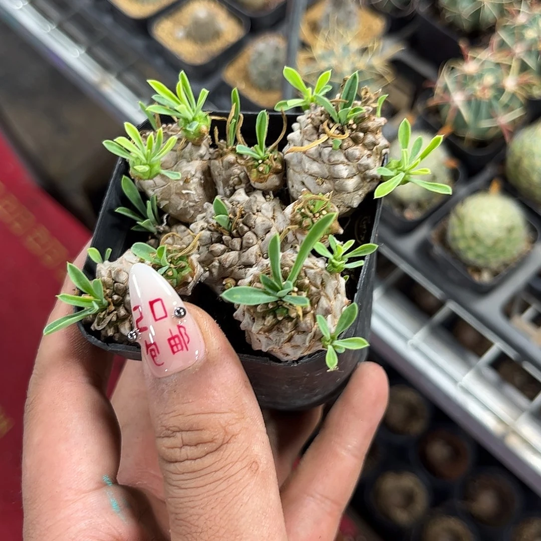 群生峨眉山群生有根发货