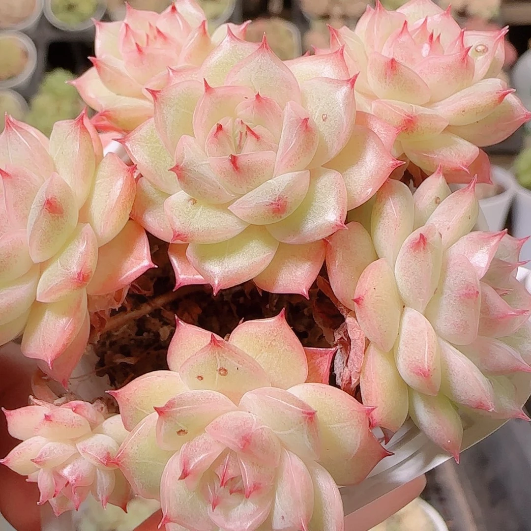 花语逸镜1127-278散