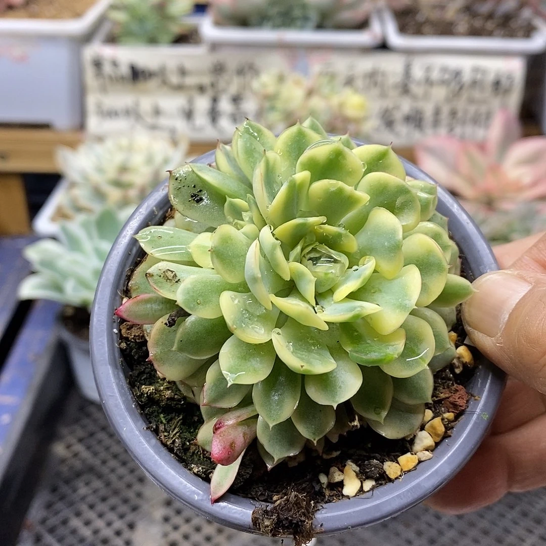 10195 梦幻玫瑰黄覆轮锦