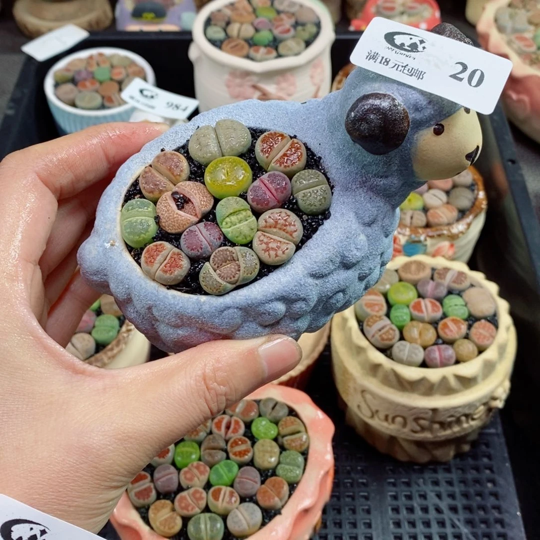 迷****熊精品生石花拼盆20