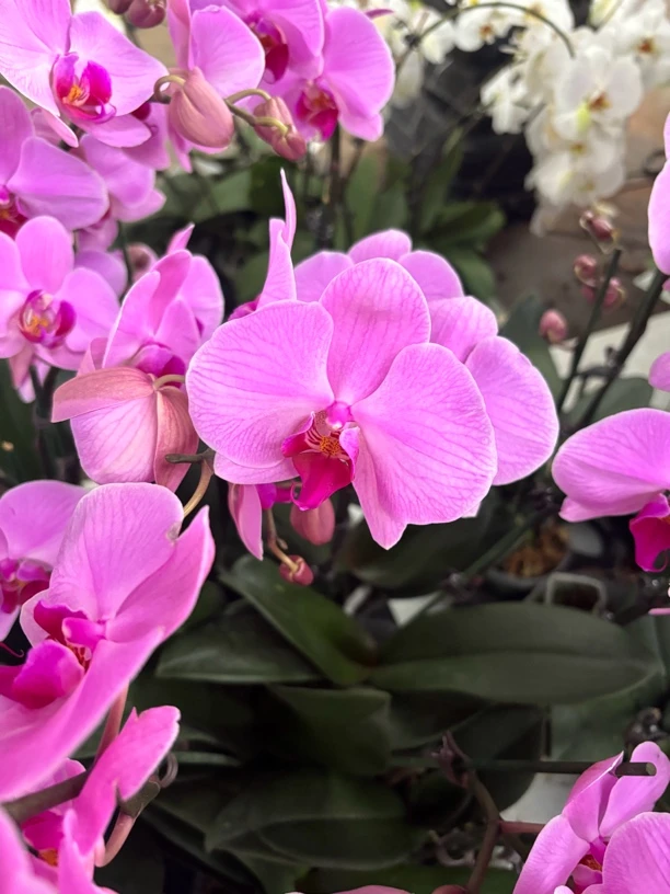 蝴蝶兰———(奥兰多)(任意两颗包邮只拍一颗发苗)