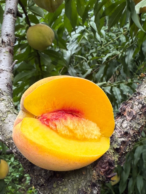 大橙子产地精选锦绣黄桃脆甜多汁顺丰包邮