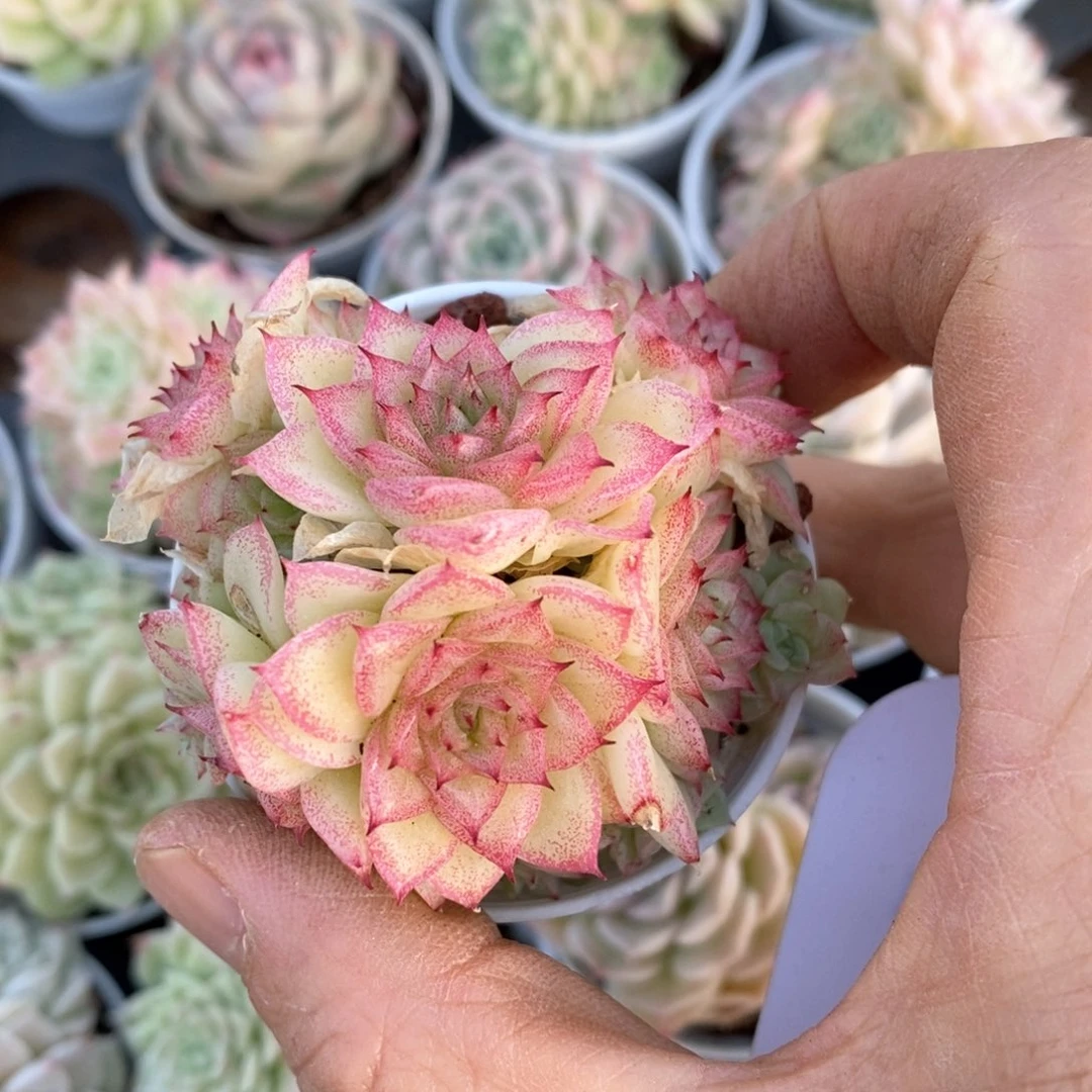 精品多肉一物一拍不包整702