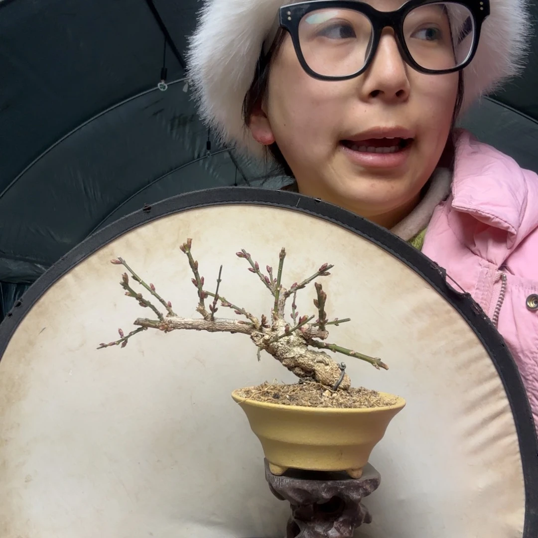 海**想迎春花盆景盆栽