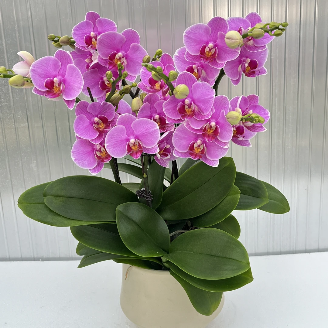 蝴蝶兰【紫蝶】花期巨长新手推荐好养耐养乔迁送礼广西基地直发