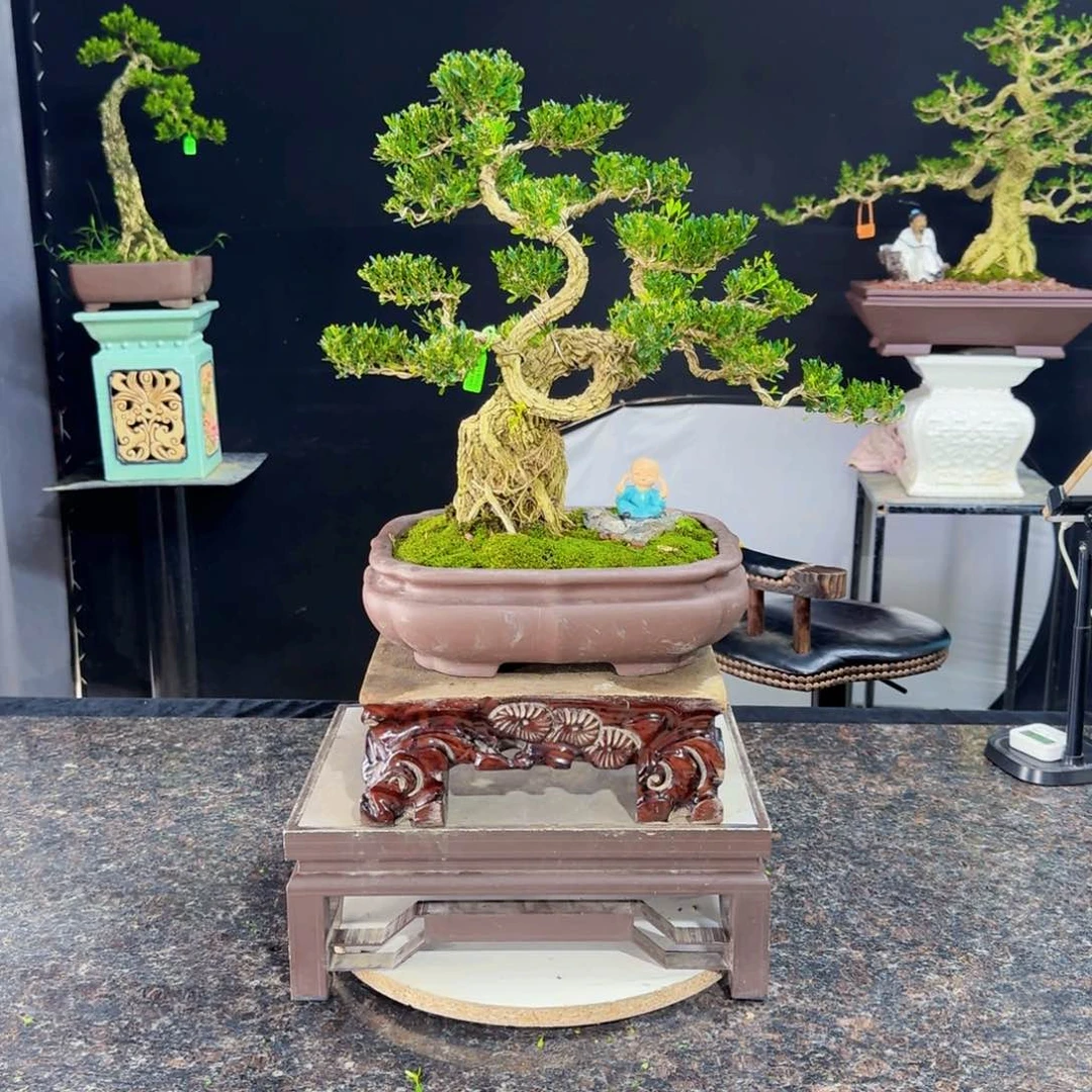 无花朵高端黄杨盆景艺术