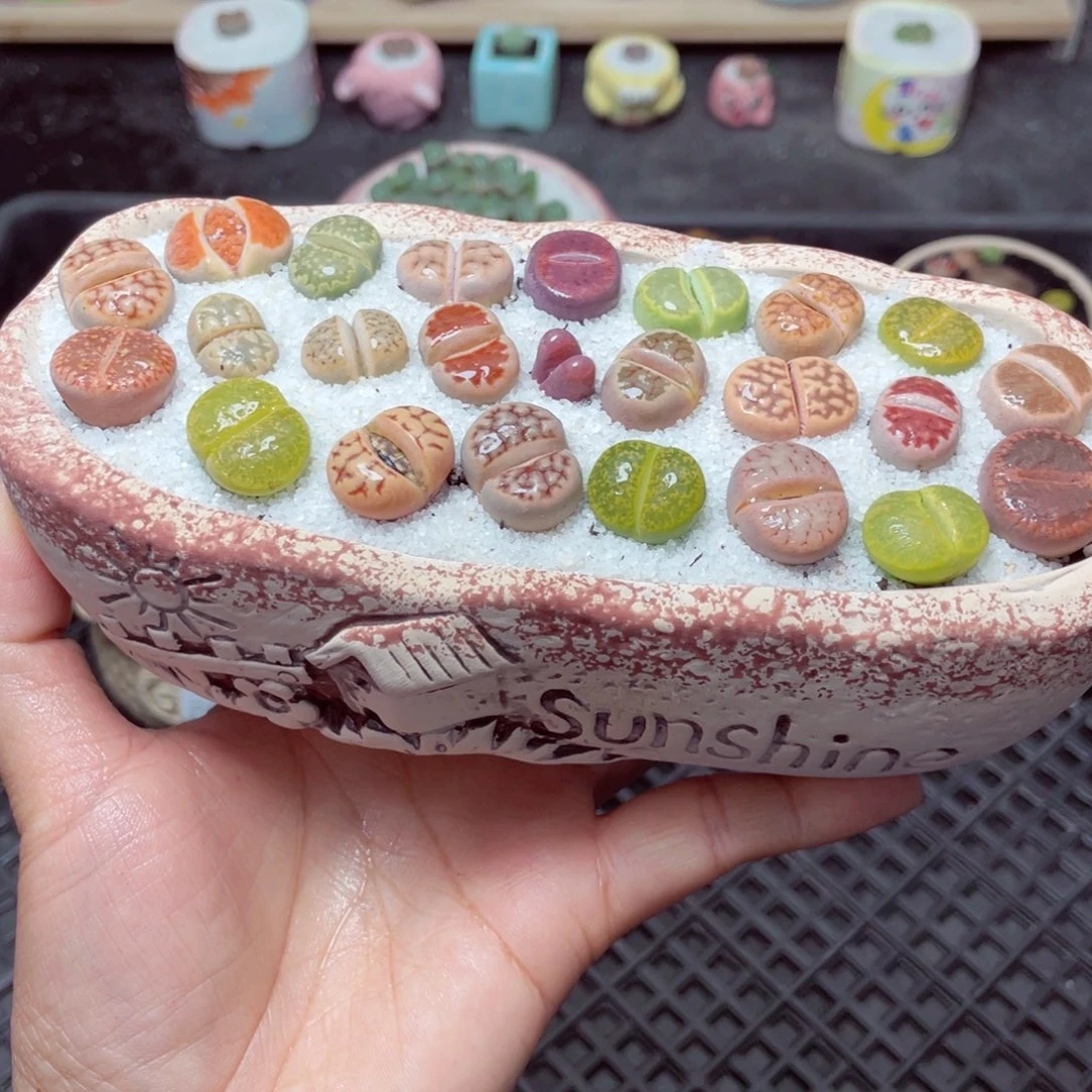 w1970 带盆土发货-零下地区拍保温箱