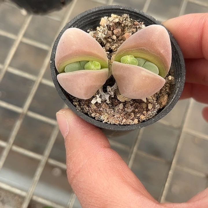 我也不知道我为什么要这样