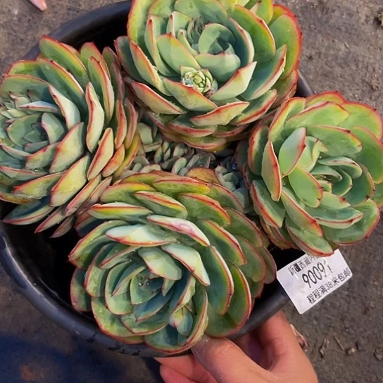 用****7牡丹亭90091多肉