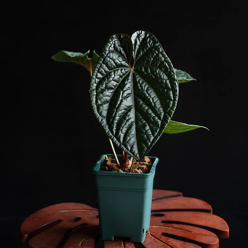 【藤气层｜奢华花烛】原种黑奢/龙奢/帝奢/进口奢杂 一物一拍