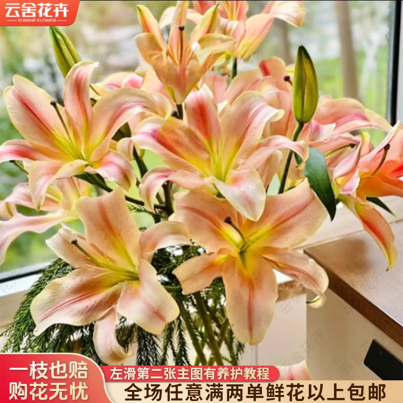 【云舍花卉】【一见钟情】单瓣百合全场任意满两单及以上鲜花包邮发货