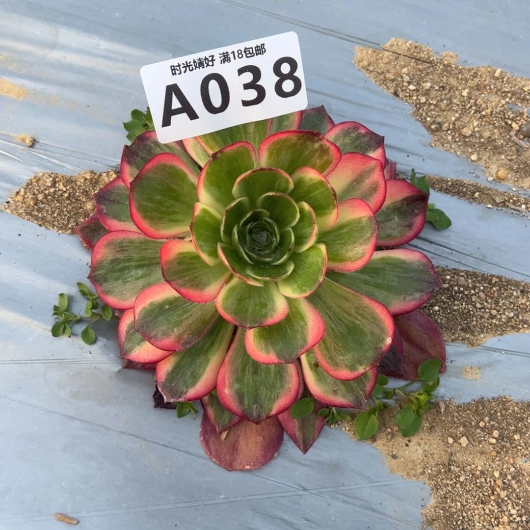 038黑魔锦多肉植物