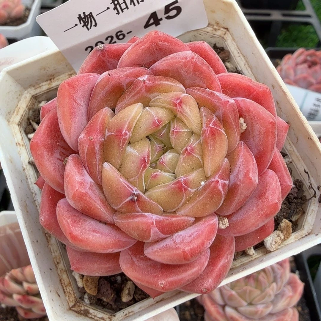 2026-45多肉一物一拍