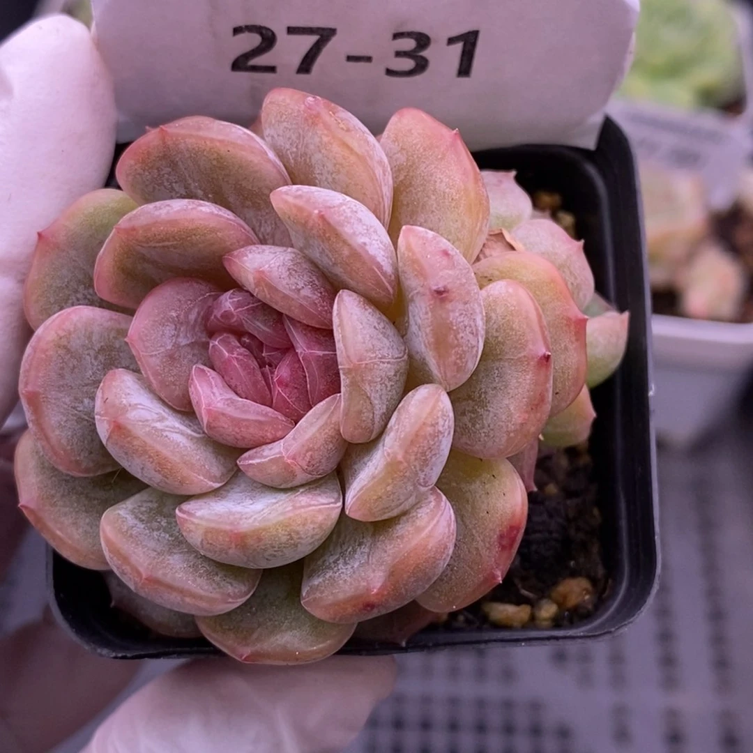 【闪购商品】27-31白恋