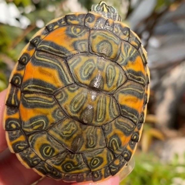 火焰龟深水外塘红纹金边适合家养吃菜素食龟粮发色火焰龟